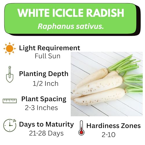 625+ White Icicle Radish Seeds for Planting