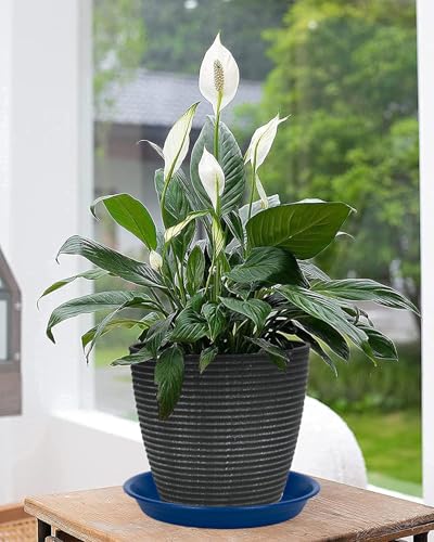 Plant Saucer Pot Tray 6 inch (6" - 6 Pack / Dark Blue)