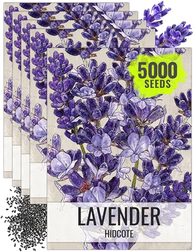 Herb Seeds to Plant Blue Hidcote Lavender Herbs 5 Packs (5 Packs)