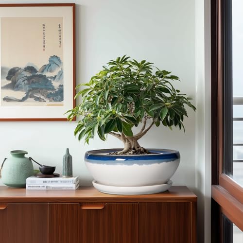 Bonsai Tree Pots (12 Inch / Blue Off-white)