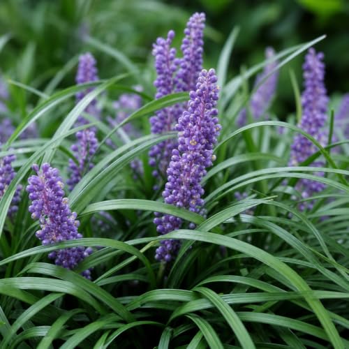 Liriope Super Blue (30 Count)