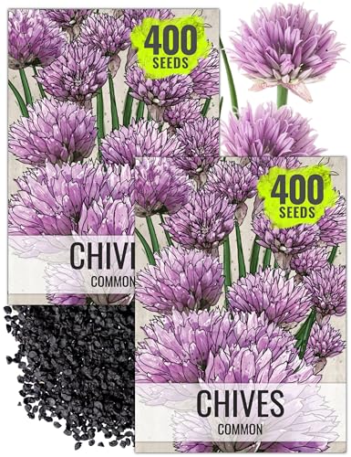 Common Chives Seeds to Plant Heirloom Non (2 Packs)