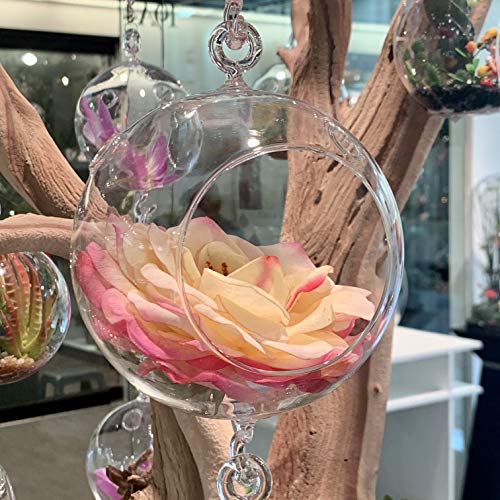 WGV Hanging Terrarium Globe (4" Double Hook)