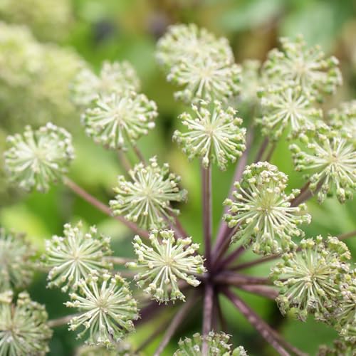 Herb Seeds to Plant Red Shiso (2 Packs)