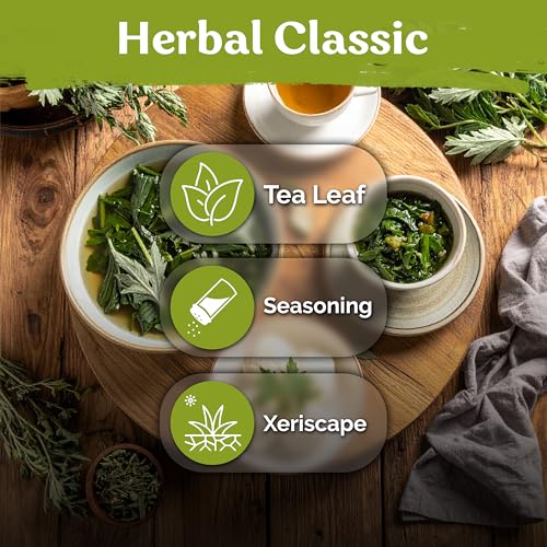 4 500 Mugwort Heirloom Herb Seeds for Planting