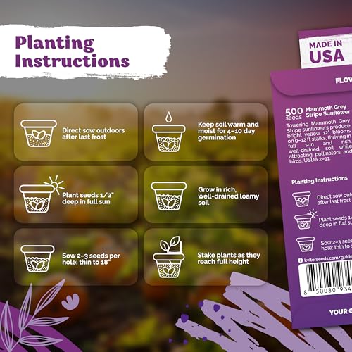 150 Mammoth Grey Stripe Sunflower Heirloom Flower Seeds