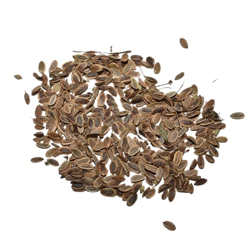 Bouquet Dill Seeds to Plant Heirloom Non (5 Packs)