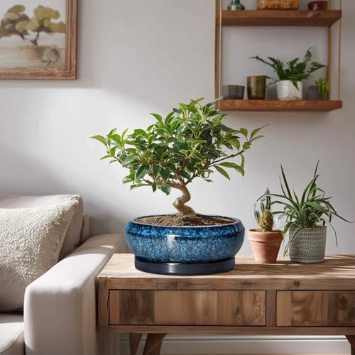 Bonsai Pots 8 Inch (8 Inch / Blue)
