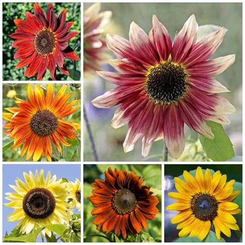 Sunflower Seeds to Plant Sunset Blend 1000 Seeds Bulk Pack