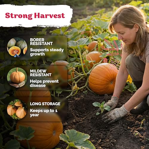 15 Seminole Pumpkin Heirloom Vegetable Seeds