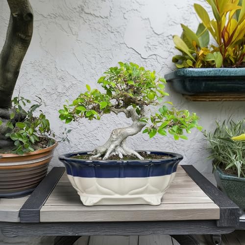 11 Inch Succulent Planters (11 Inch / Oval Beige-blue)