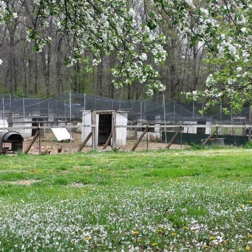 Poultry Netting 1" or 2" Mesh Heavy Knotted Nets Aviary Gamefowl Quail Chicken Bird Block Net Long Lasting Break
