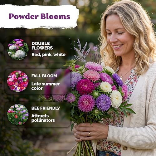 750 Mix Powder Puff China Aster Annual Flower Seeds