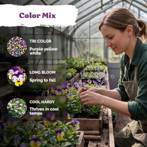2 500 Johnny Jump Heirloom Flower Seeds for Planting