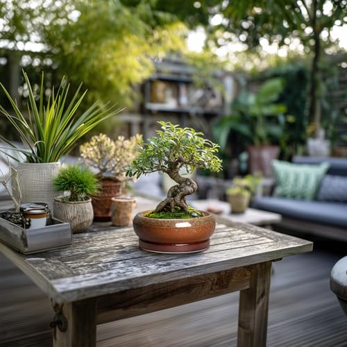 Succulent Pots (6 Inch / Retro Brown)