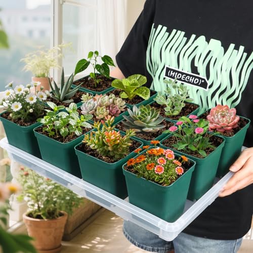 Clear Seed Starter Trays 5 Pack (Clear / Holding Trays-5P)
