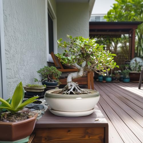 Bonsai Pots Ceramic (10 Inch / Grey-white)