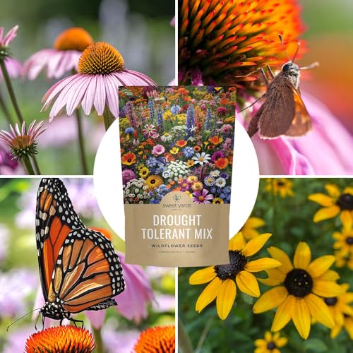 Drought Tolerant Wildflowers Mix (1 lb Bag)