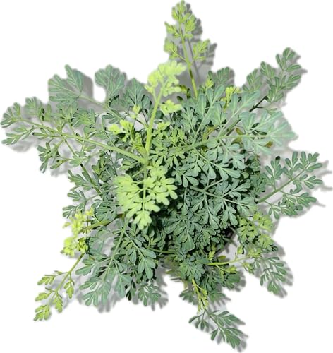 Ruda Plant Common Rue Ruta graveolens Herb of Grace