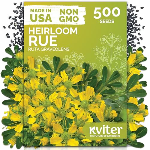 500 Common Rue Heirloom Herb Seeds for Planting