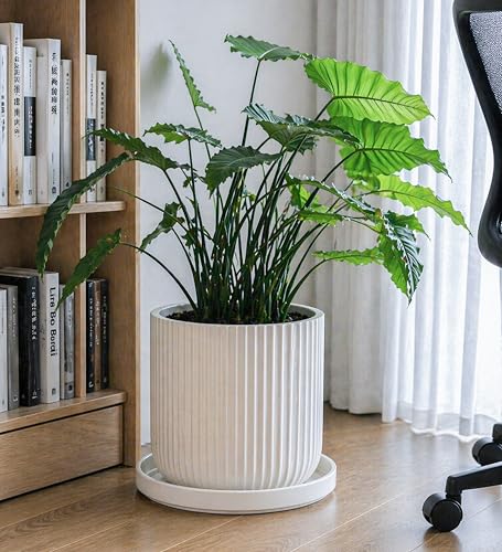 Ceramic Plant Saucer (11.8" (1 Pack) / White)