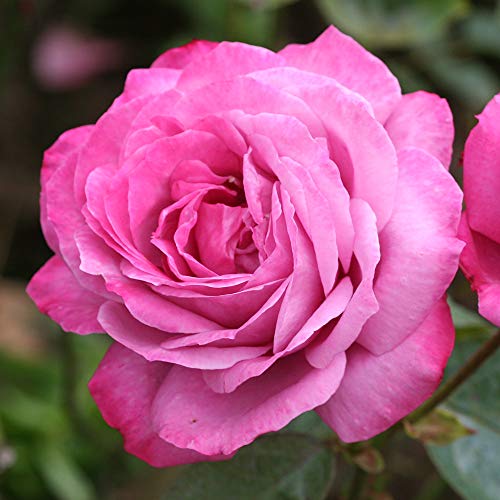 Heirloom Hybrid Tea Roses (Heirloom)