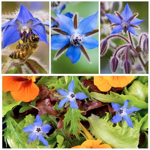 Borage Seeds to Plant Heirloom Blue Edible Flowers 5 Packs (5 Packs)