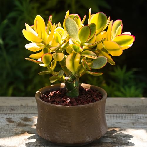 Golden Jade Crassula Ovata 'Hummel Sunset'