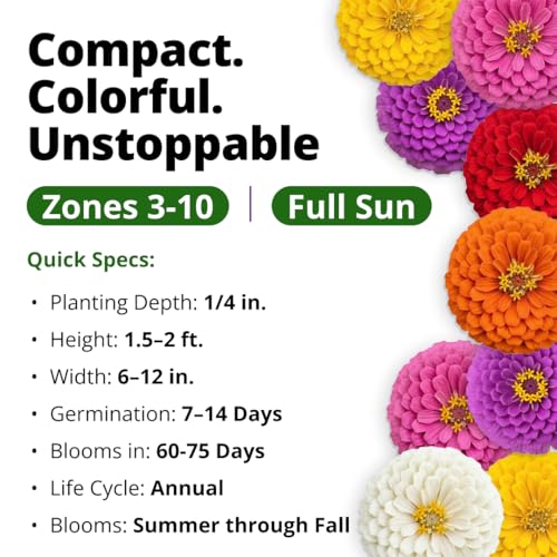 Lilliput Mix Zinnia 8450 Flower Seeds Zinnia elegans