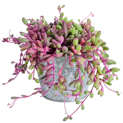 4" Ruby Necklace with Vintage Metal Pot (Silver Pot)