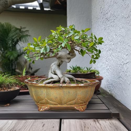 13.2 Inch Bonsai Planter (13.5 Inch / Oval Yellowish Brown)