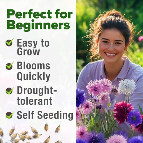 Bachelor Button Tall Mix 700+ Flower Seeds Centaurea cyanus