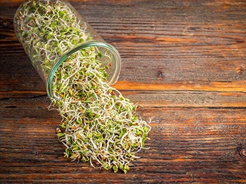 Organic Radish Seeds for Sprouting (15 Pounds)