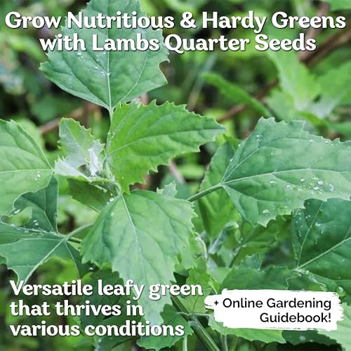 10000 Lambs Quarter Herb Heirloom Seeds