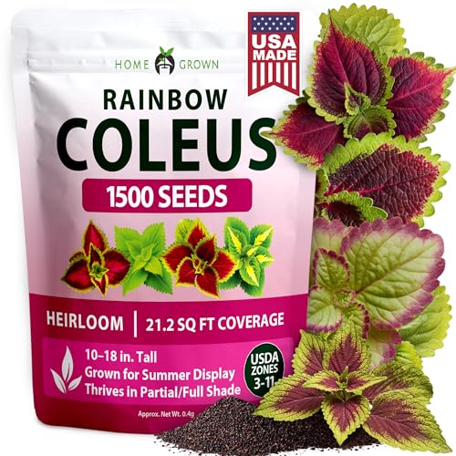 Rainbow Coleus 1500 Flower Seeds Plectranthus scutellarioides