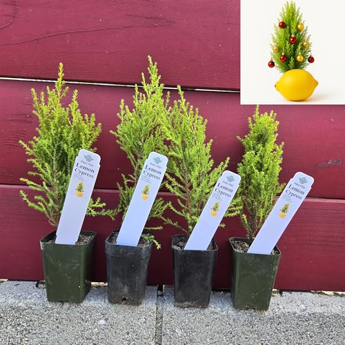 Live Lemon Cypress Plant (4 Count (Cup) / cypress-lemon)