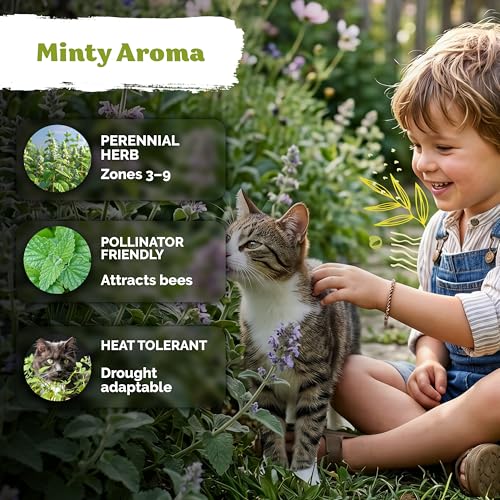 3 000 Catnip Heirloom Herb Seeds for Planting