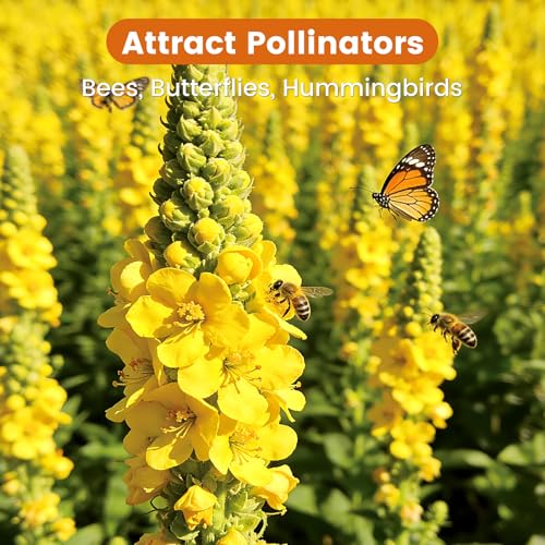 10 000+ Mullein Seeds for Planting
