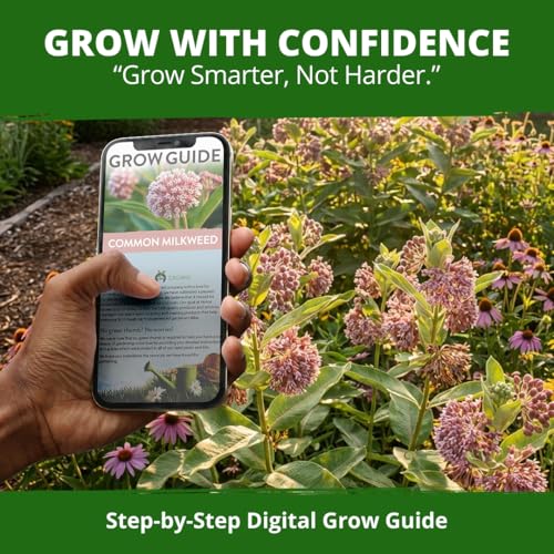 Common Milkweed 150 Flower Seeds Asclepias syriaca
