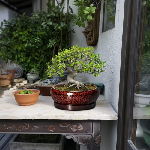 Bonsai Pots 8 Inch Ceramic Succulent Planters for Indoor Outdoor (8 Inch / Leopard Red)