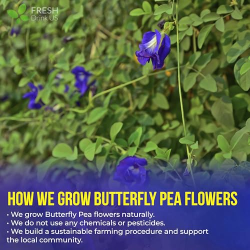 Premium 75 Bags Butterfly Pea Flowers (75 TEA BAGS)