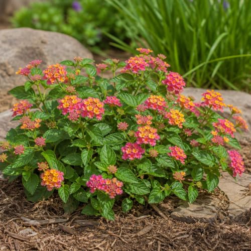 Lantana Confetti (10 Count)