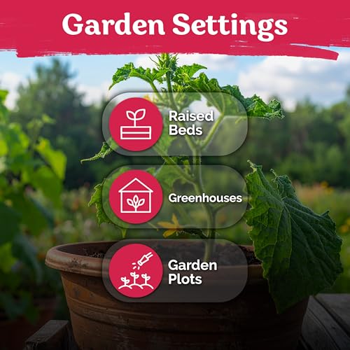 150 Straight Eight Cucumber Heirloom Vegetable Seeds
