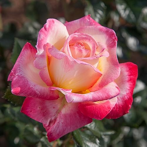 Heirloom Hybrid Tea Roses (Enchanted Peace)