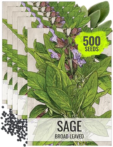 Broad Leaved Sage Seeds to Plant Heirloom Non (5 Packs)