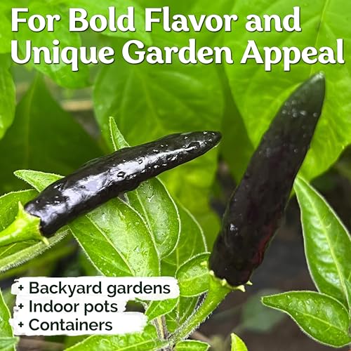 30 Black Cobra Chilli Hot Pepper Heirloom Vegetable Seeds