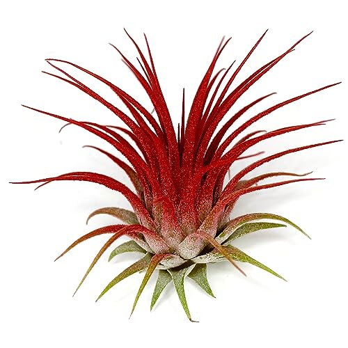 Ionantha Guatemala Tillandsia Air Plant