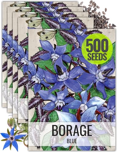 Borage Seeds to Plant Heirloom Blue Edible Flowers 5 Packs (5 Packs)
