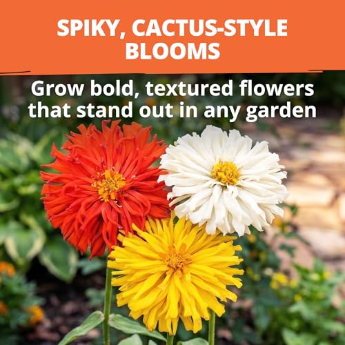 Cactus Mix Zinnia Seeds