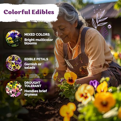 1 600 Swiss Giants Pansy Heirloom Flower Seeds